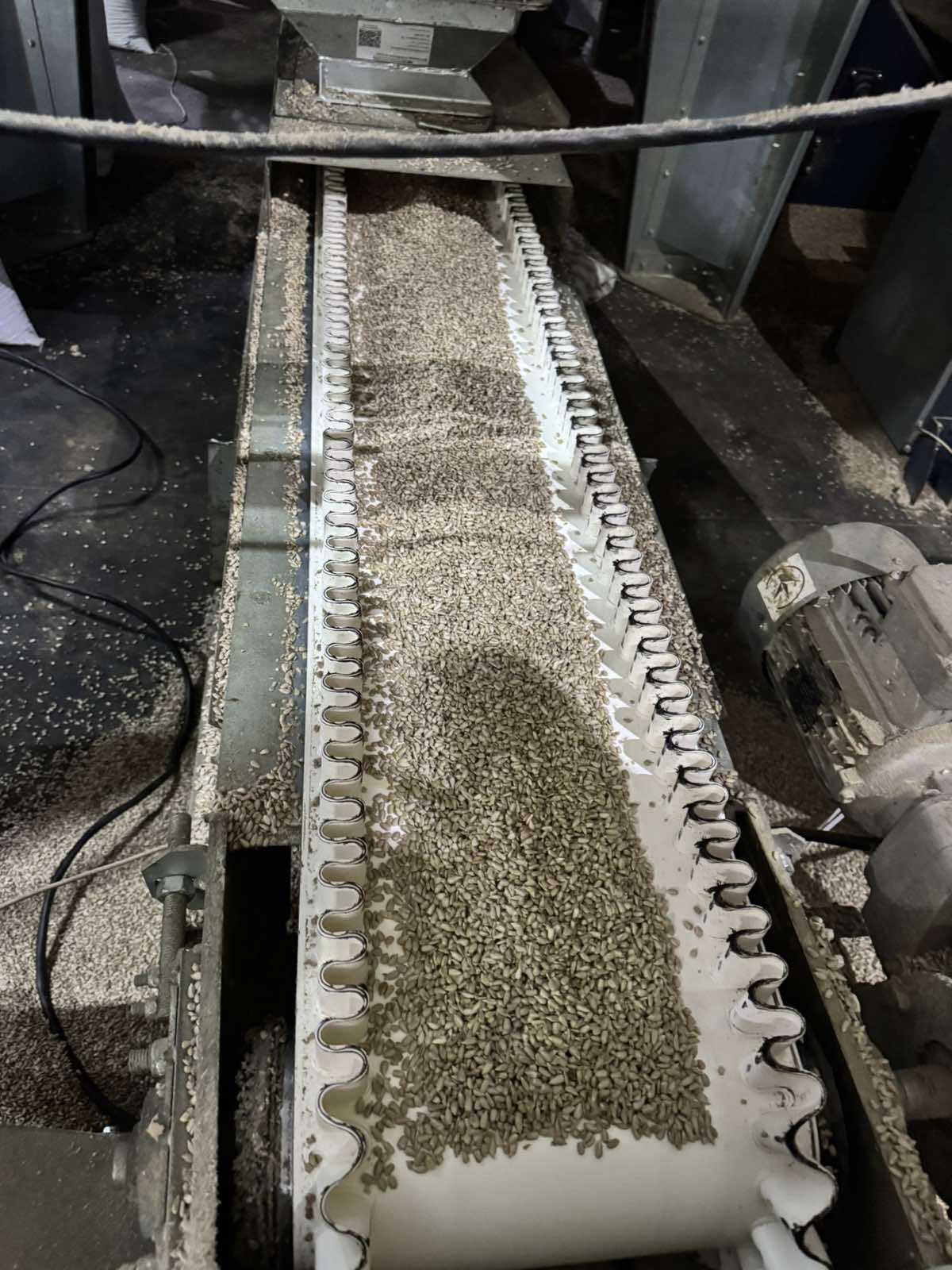 Sunflower kernels moving along a conveyor belt